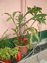 DSCF0035( 開花後 )
